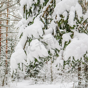在白雪皑皑的森林里，一根云杉的树枝上覆盖着蓬松的雪。