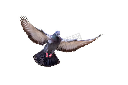 动物老鹰摄影照片_在白色背景上孤立的鸽子飞行图像。，鸟，动物。