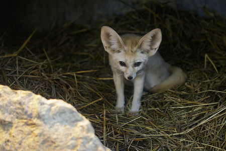 沙漠狐摄影照片_坐着一只耳廓狐的图像。