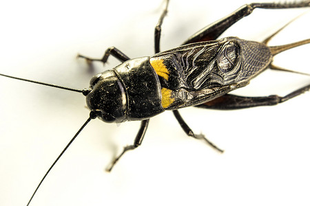 常见的黑蟋蟀，白色背景上的孤立昆虫