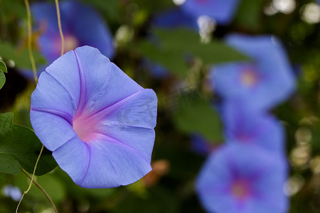 背景紫色花摄影照片_牵牛花 (Ipomoea) 花在自然背景下的图像。
