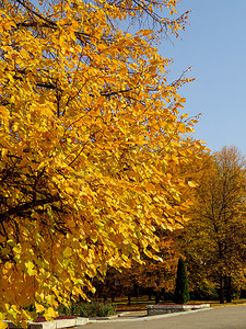 金色的秋天树木