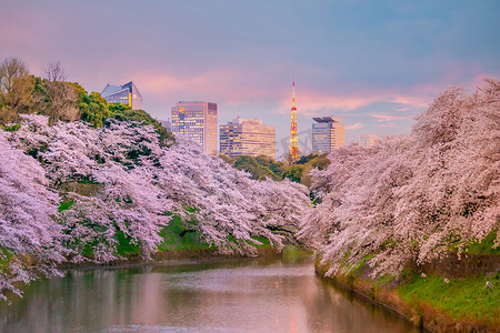 东京春季樱花盛开的千鸟渊公园