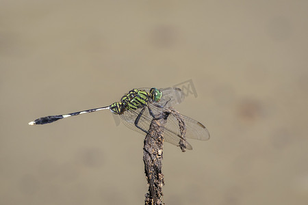 绿色撇渣器蜻蜓 (Orthetrum sabina) 在自然背景下的干燥树枝上的图像。