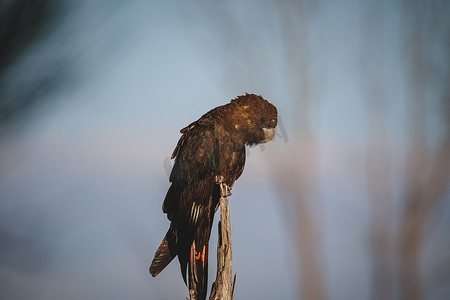 光滑的黑凤头鹦鹉，阿勒达拉，新南威尔士州，澳大利亚。