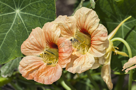 金莲花或 tropaeolum 一朵春天夏天花