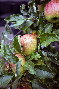 成熟的鲜苹果挂在树上，雨滴，花园里五颜六色的绿色和红色苹果，自然背景