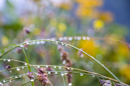 花瓣露珠摄影照片_田地里的植物和花朵上的露珠，晨露和雨滴宏观