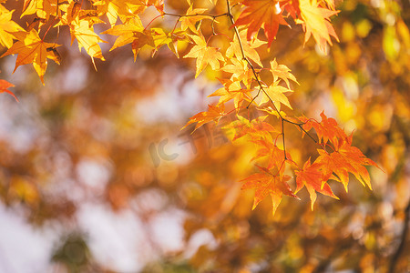 日本九州的秋日阳光明媚，前景美丽，背景模糊。