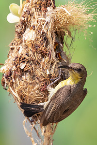 紫色太阳鸟（雌性）在自然背景下的鸟巢中喂养小鸟的图像。 