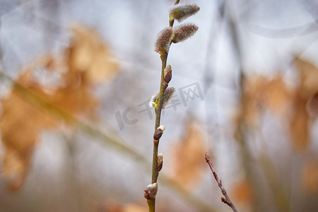 花枝鼠摄影照片_春林褪色柳花枝，选择性聚焦，模糊背景