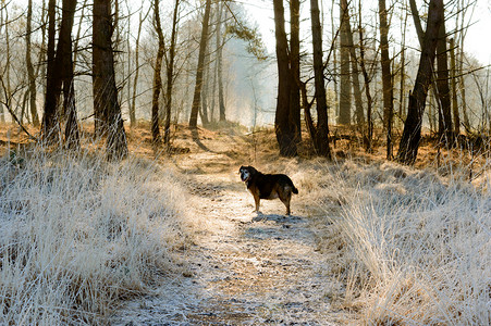 单身狗摄影照片_单身狗在冰霜覆盖的小路上等待