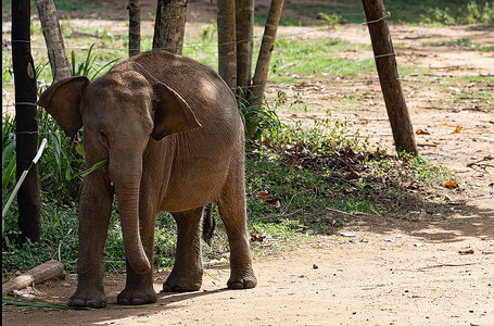 乌德瓦拉维的小象，大象过境回家