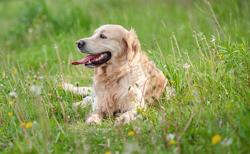 夏季户外的金毛犬