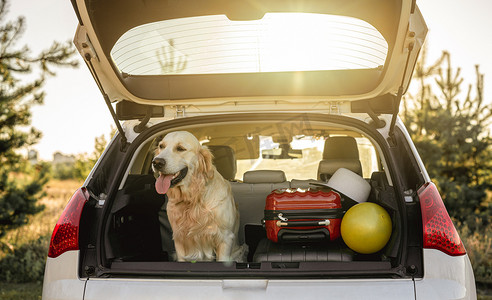 金头摄影照片_坐在汽车后备箱里的金毛猎犬