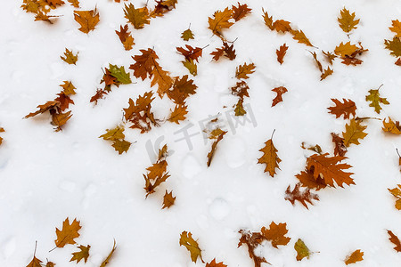 雪枫叶摄影照片_雪中​​落下的多彩枫叶