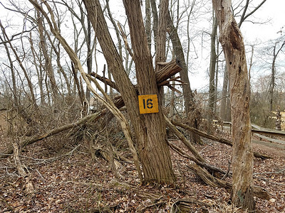 带有数字 16 的橙色标志和树林中的树木