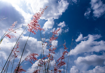 明亮的阳光下的新生红宝石草花和蓝天蓬松的云彩