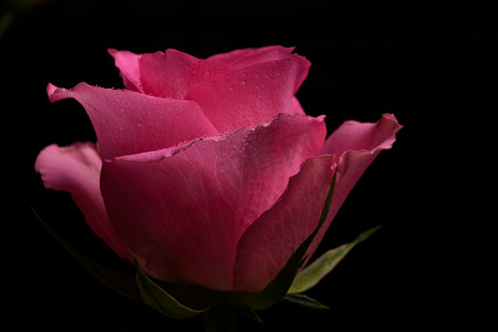 玫瑰花黑色摄影照片_单朵粉色玫瑰花