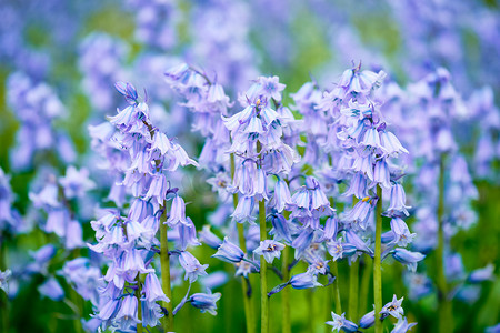 在领域的蓝色西班牙蓝铃花 Hyacinthoides hispanica 花