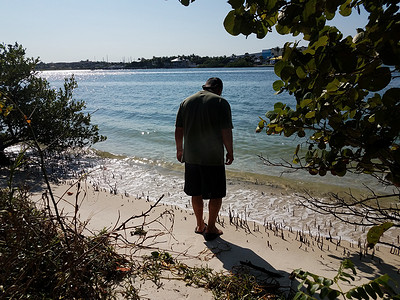 在佛罗里达州，男人看着有水和海滩的红树林树根