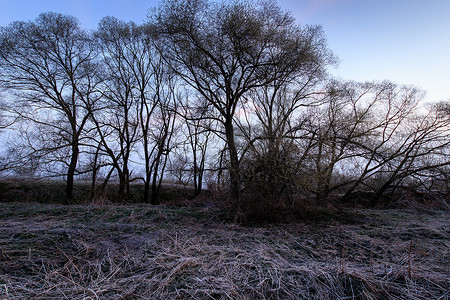 中柳树摄影照片_柳树和小草在雾中结了一层白霜。