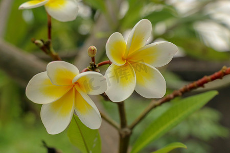 李属植物摄影照片_鸡蛋花，俗名鸡蛋花，是开花植物的一个属