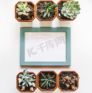 照片墙带照片摄影照片_为您的设计提供带复制空间和室内植物的空白相框