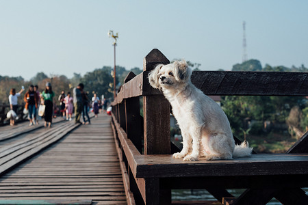 在木桥度假旅行时狗很高兴