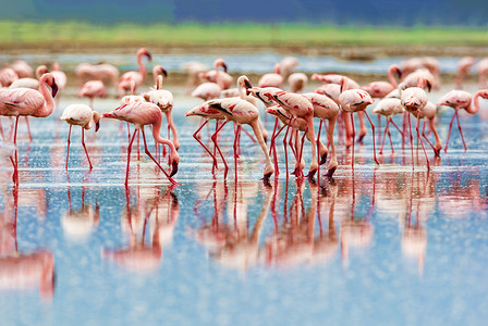 各种粉红色的火烈鸟，肯尼亚国家公园。