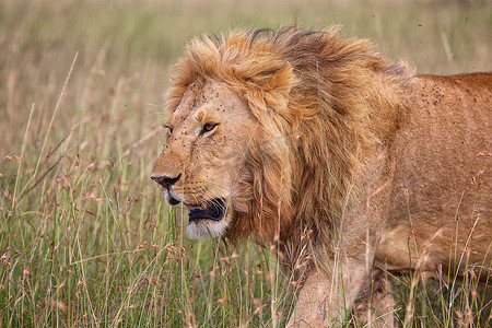 马赛马拉国家公园的一只美丽的狮子