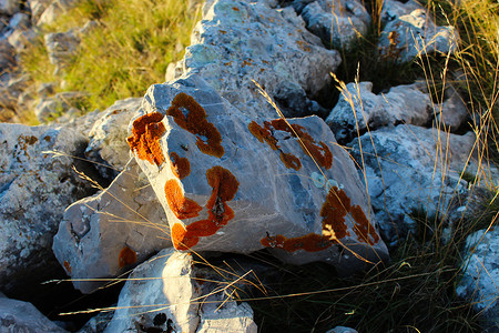石头上覆盖着成群的橙色地衣。