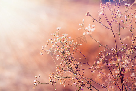 草地上的花朵，在柔和温暖的光线下美丽清新的早晨。