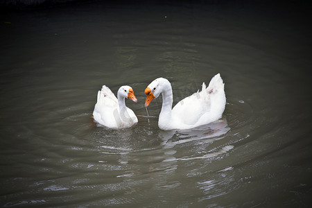 鹅在池塘摄影照片_漂浮在池塘的白色夫妇鹅。