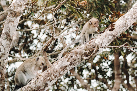 卡通拿香蕉的猴子摄影照片_一只野生活猴坐在毛里求斯岛的一棵树上。毛里求斯岛丛林中的猴子