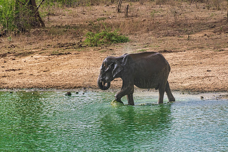 印度大象摄影照片_乌德瓦拉维国家公园的大象沐浴和饮水
