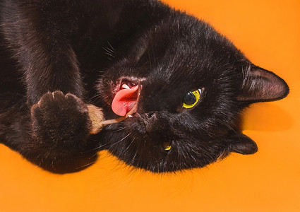 老鼠上灯台摄影照片_一只张着嘴和舌头的黑猫用爪子抓着一只老鼠，在橙色背景下用尾巴玩耍和咬啮齿动物，特写