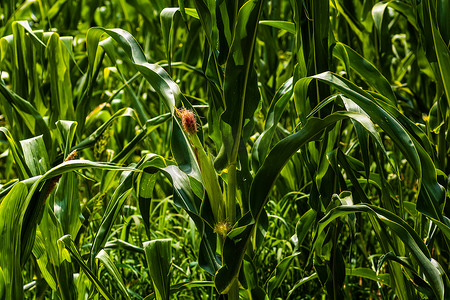 收一收摄影照片_阳光照耀着一片生长的绿色玉米田，农田上绿色玉米的细节。