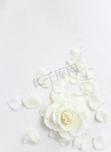 花瓣背景摄影照片_美丽的白玫瑰和白色背景上的花瓣。