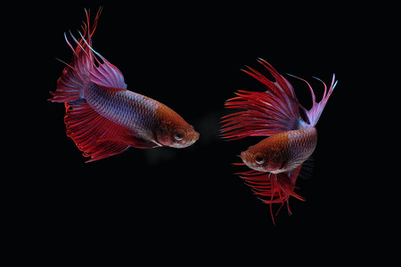 黑色背景中孤立的两条跳舞的红紫色冠尾斗鱼暹罗斗鱼