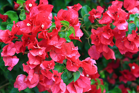 美丽的红色九重葛花，枝叶开花，特写红色九重葛花作为花卉背景和纹理