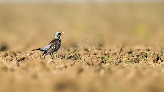 Fieldfare 观察自然并留意食物