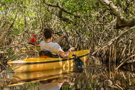 大沼泽地，佛罗里达州，美国 - 8 月 31 日： 旅游皮划艇在芒果