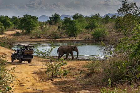 饮水口摄影照片_乌德瓦拉维国家公园的大象走过 Safari 吉普车