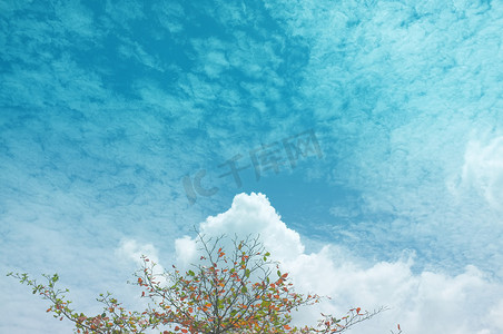 单树和天空，云彩使用效果蓝色渐变，自然背景，复制空间。