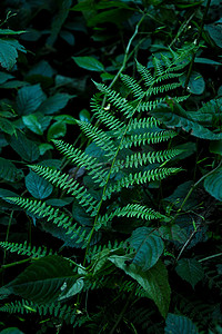 蕨类树叶摄影照片_美丽的蕨类植物在阳光下留下绿叶天然花卉蕨类背景。