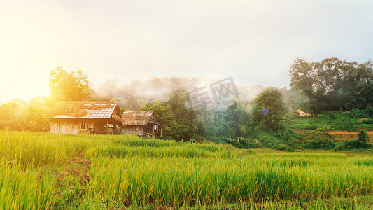 绿色梯田的景观和乡村的小小屋，早晨山地自然背景周围有美丽的雾，有美妙的金色光芒。