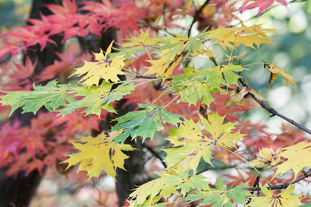 风树叶风摄影照片_绿色黄色和红色的枫叶