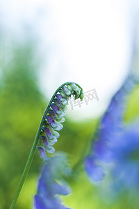 绿色植物花朵摄影照片_蓝色花朵特写。