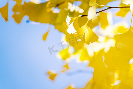 秋天背景摄影照片_设计理念-美丽的黄色银杏，银杏树叶在秋季阳光明媚的日子里，阳光明媚，特写，散景，背景模糊。